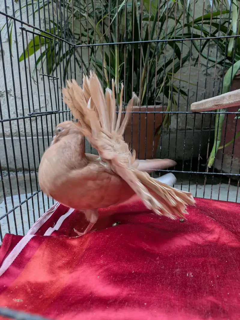 Frillback, English fantail, King — photo 4