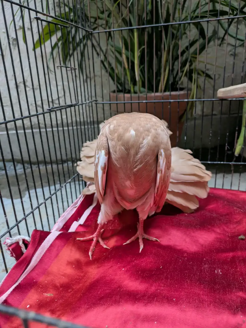 Frillback, English fantail, King — photo 5