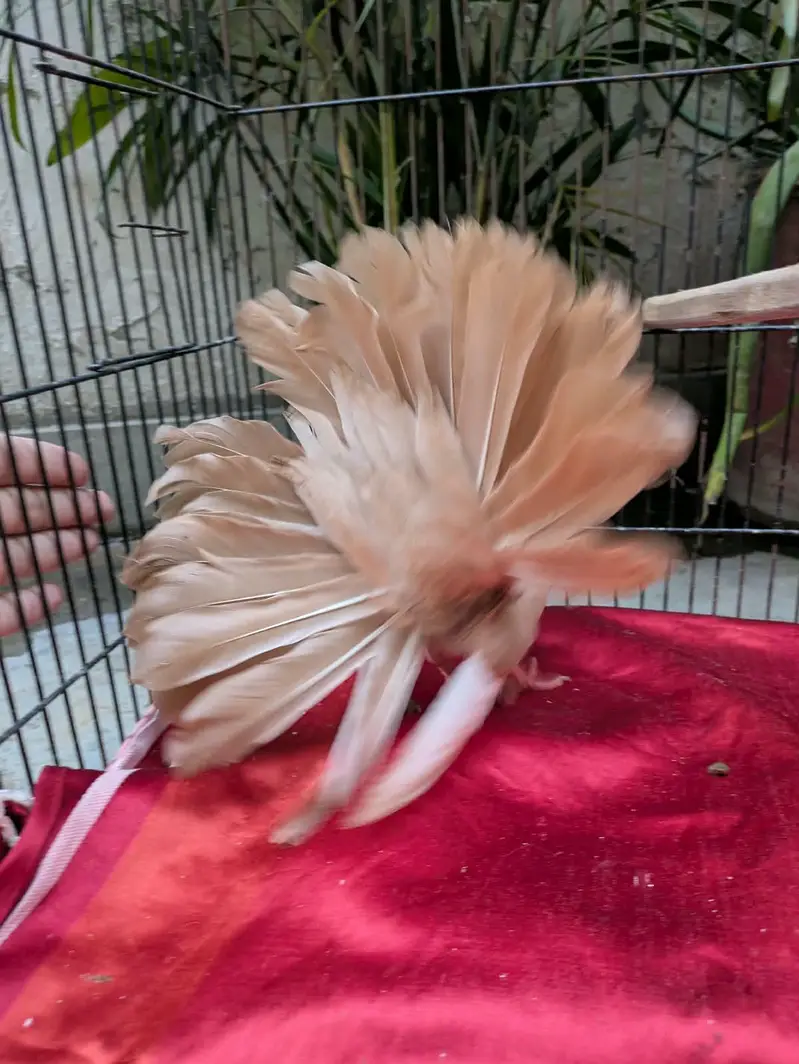 Frillback, English fantail, King — photo 7