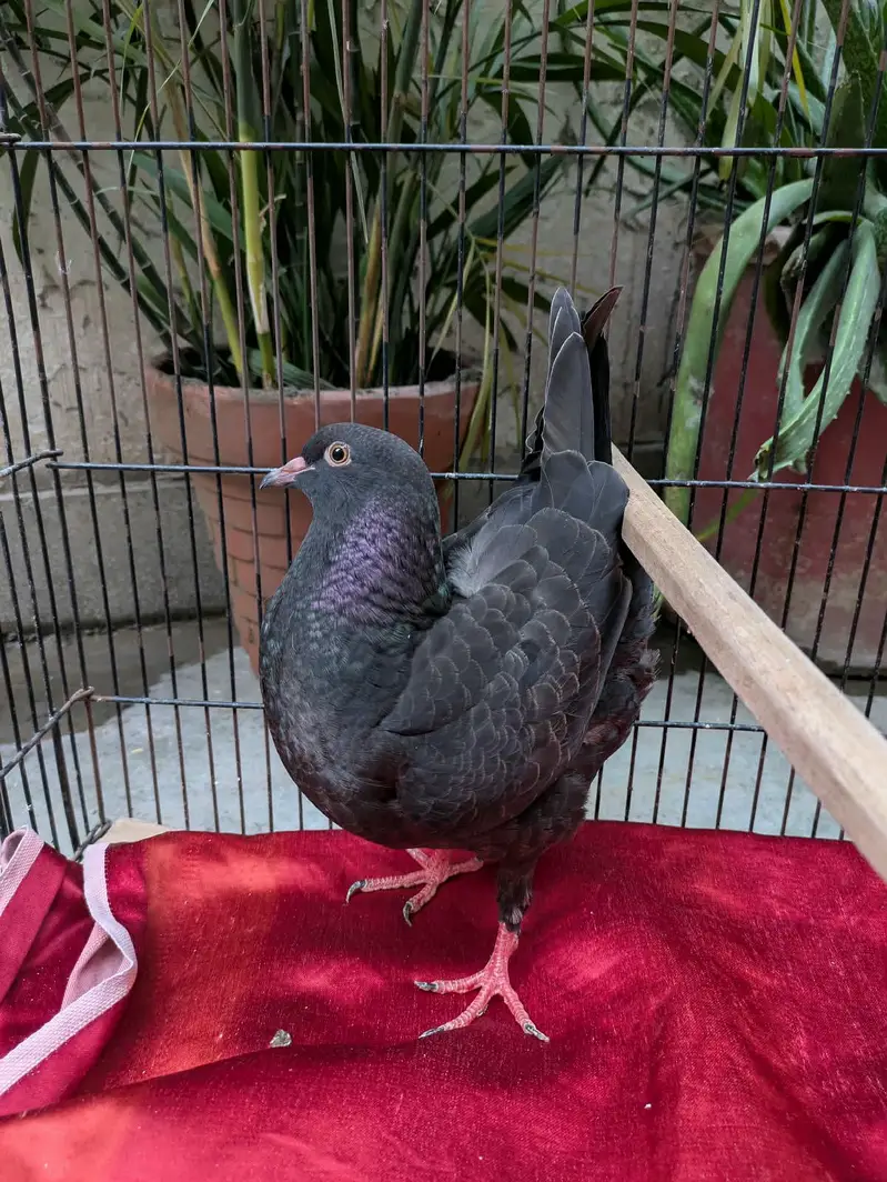 Frillback, English fantail, King — photo 8
