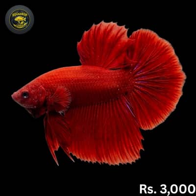 Exotic Fishes | Monster Fishes | All type  Fishes available