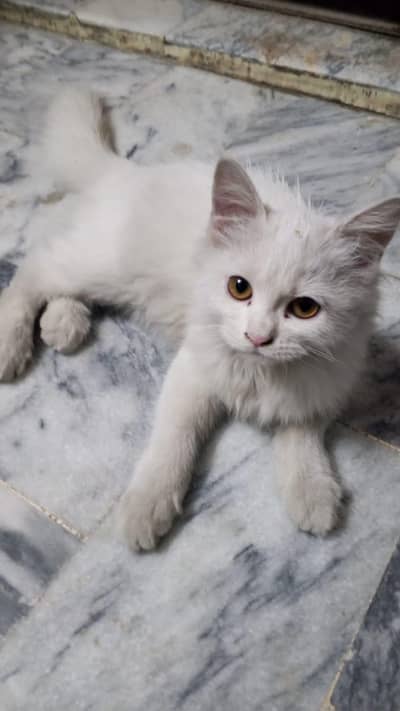 Persion cat