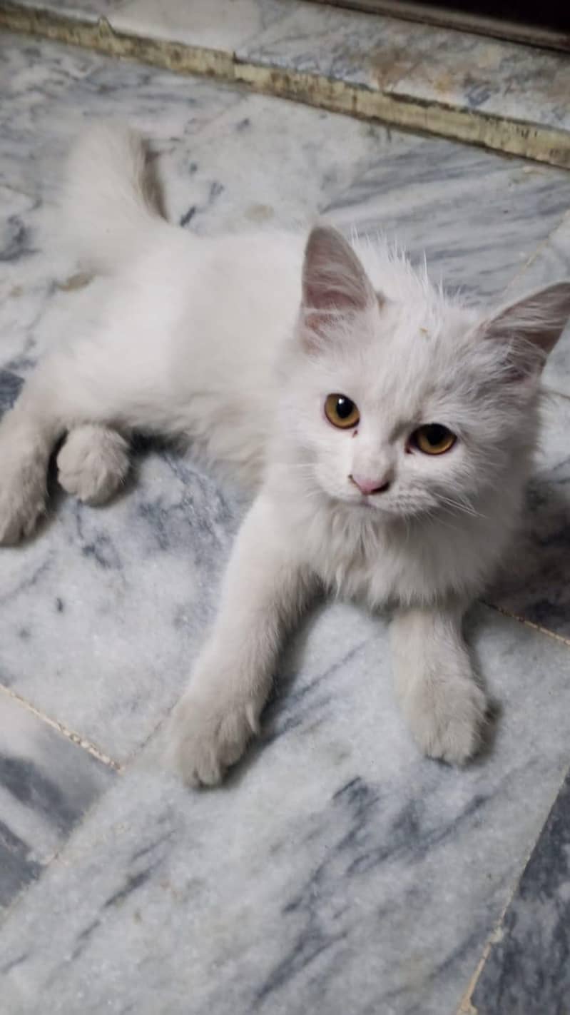 Persion cat 0