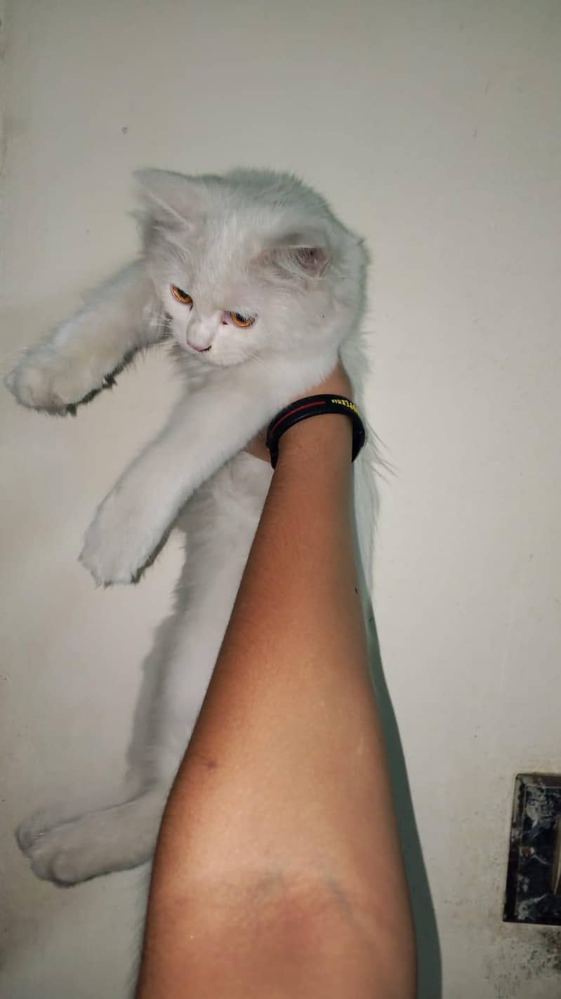 Persion cat 1