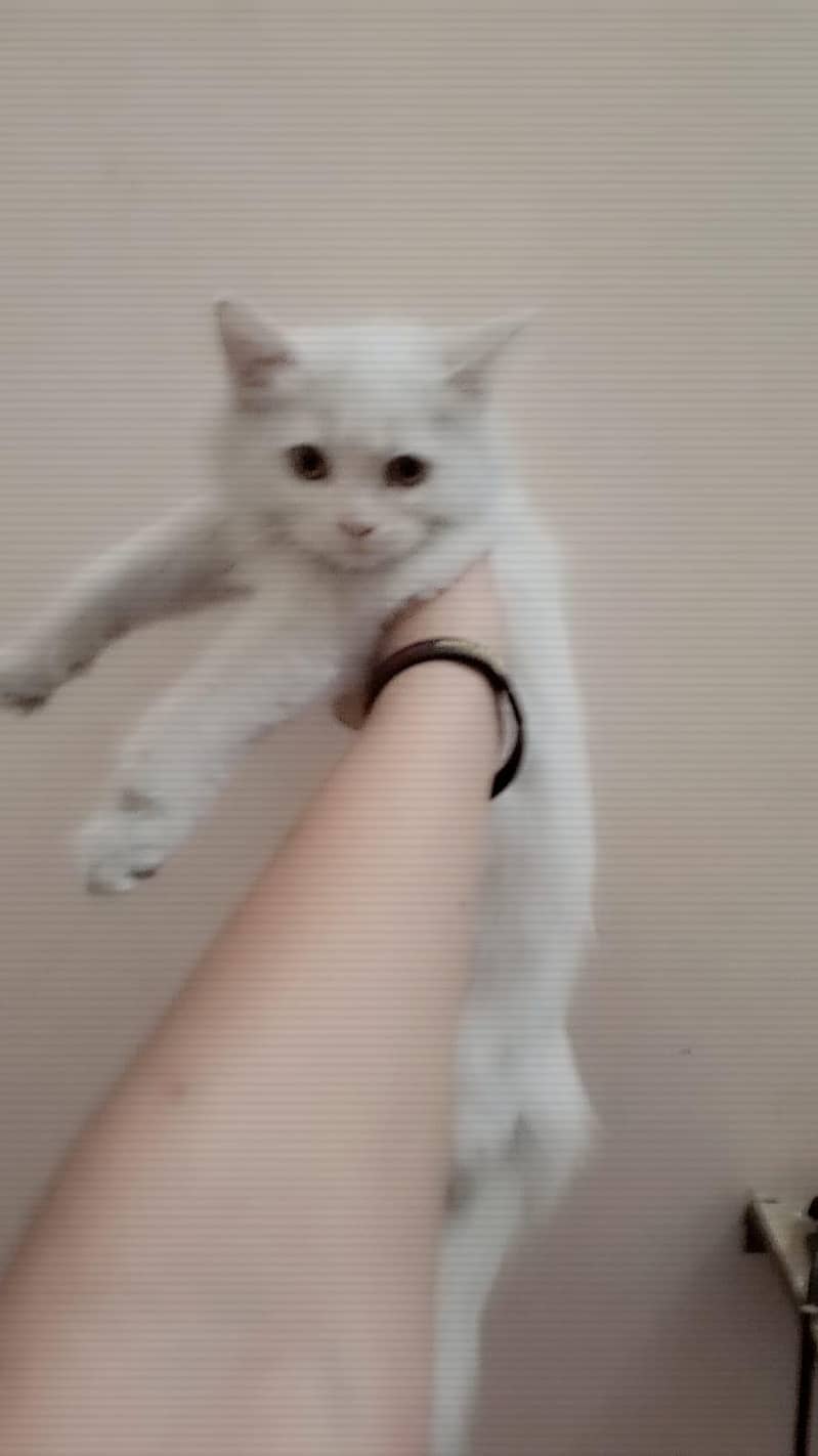 Persion cat 2