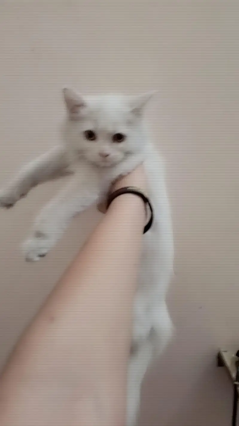 Persion cat — photo 3