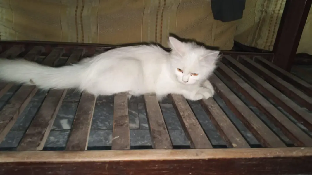 Persion cat — photo 4