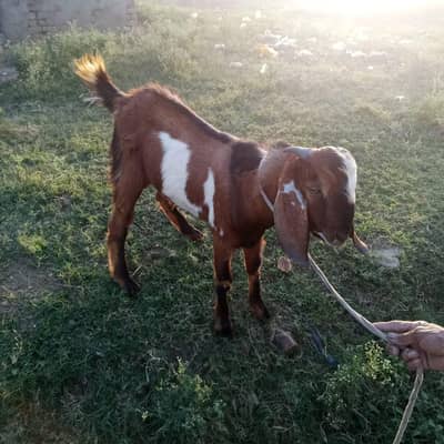 bakra for sale wazan takriban16kgs net meat