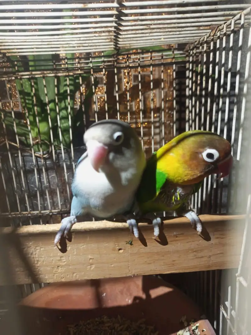 urgent sale — photo 4