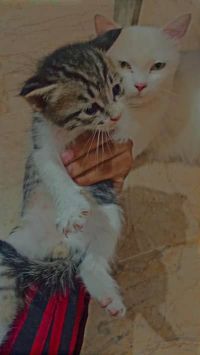 Babies 3 Kittens for Sale – 2 Months Old, White & Grey