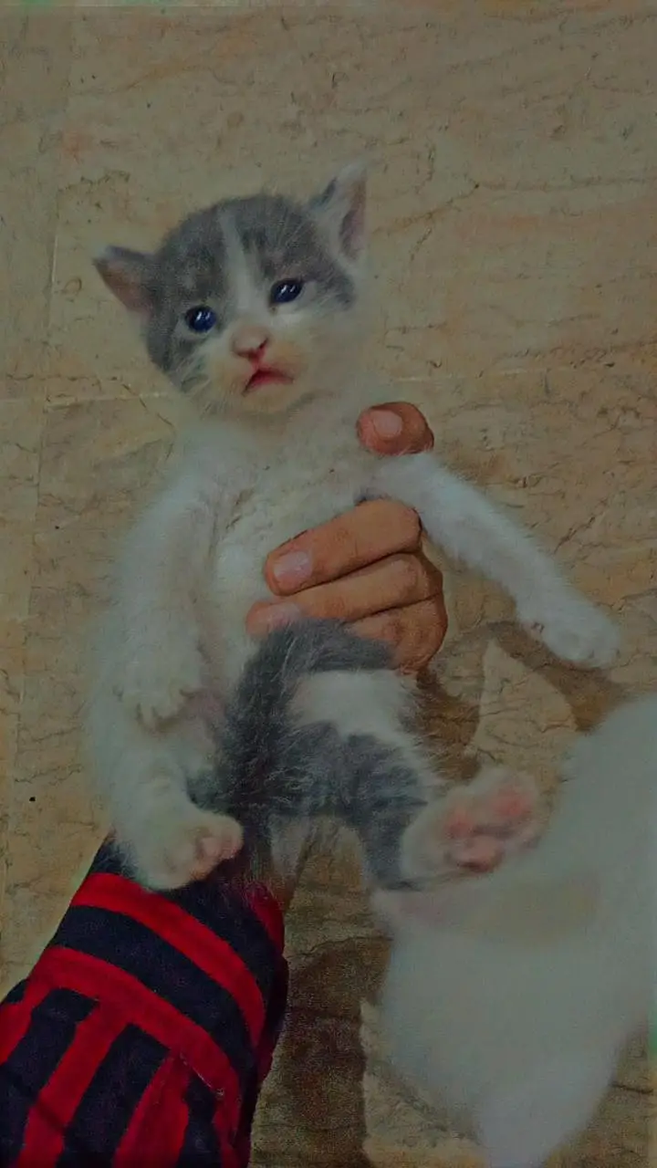Babies 3 Kittens for Sale – 2 Months Old, White & Grey — photo 2