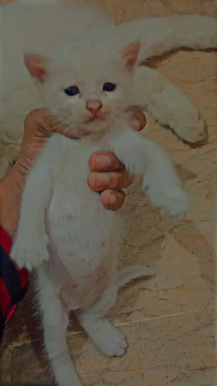 Babies 3 Kittens for Sale – 2 Months Old, White & Grey — photo 3