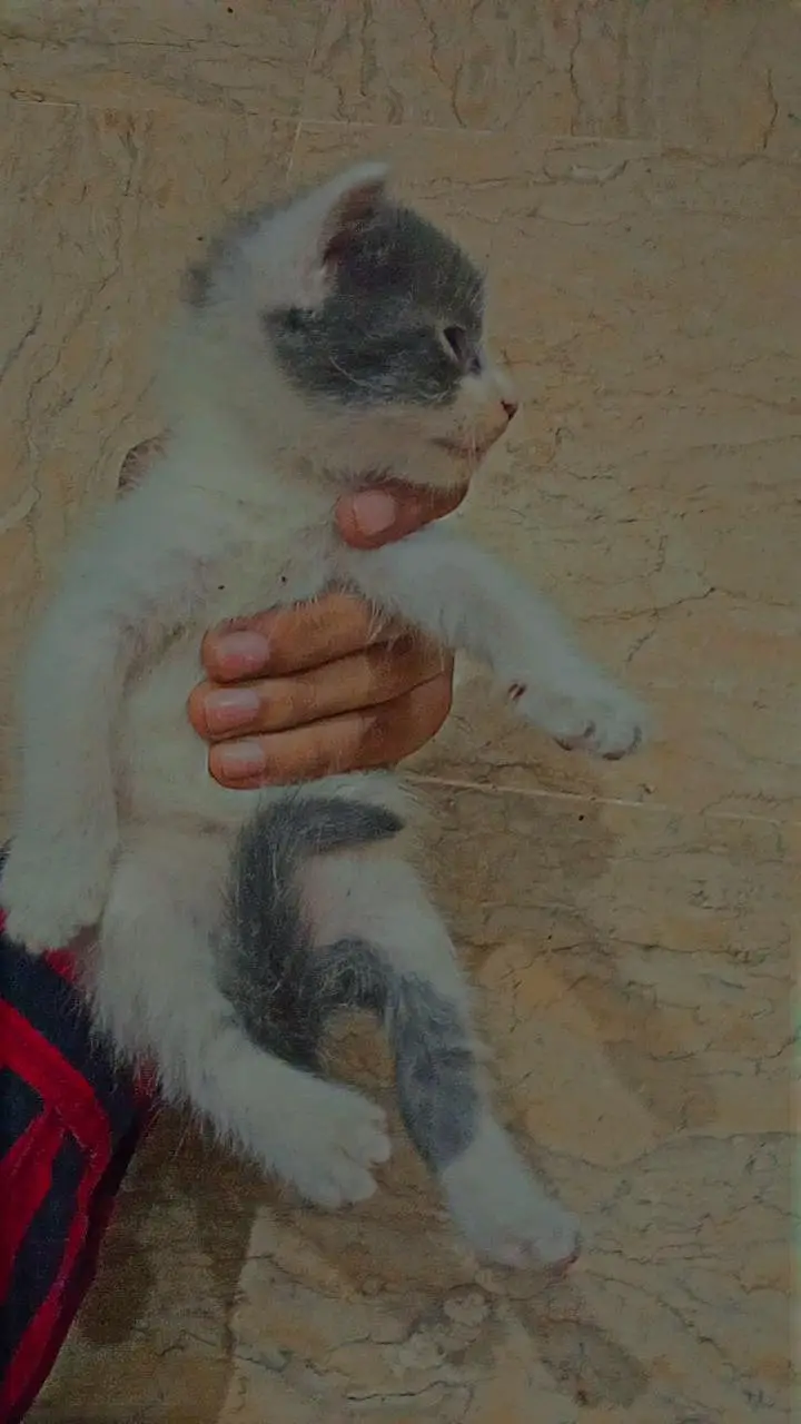 Babies 3 Kittens for Sale – 2 Months Old, White & Grey — photo 4