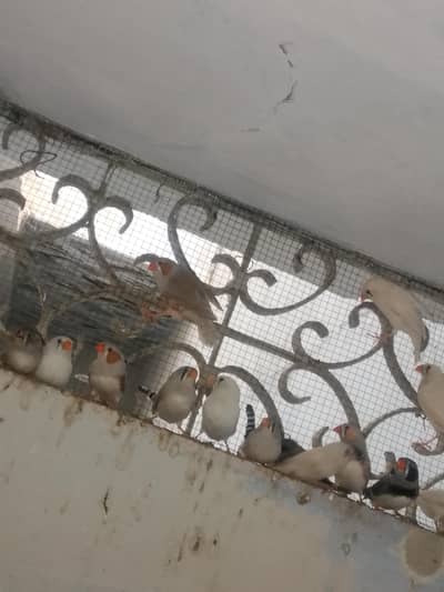 Big Size finches