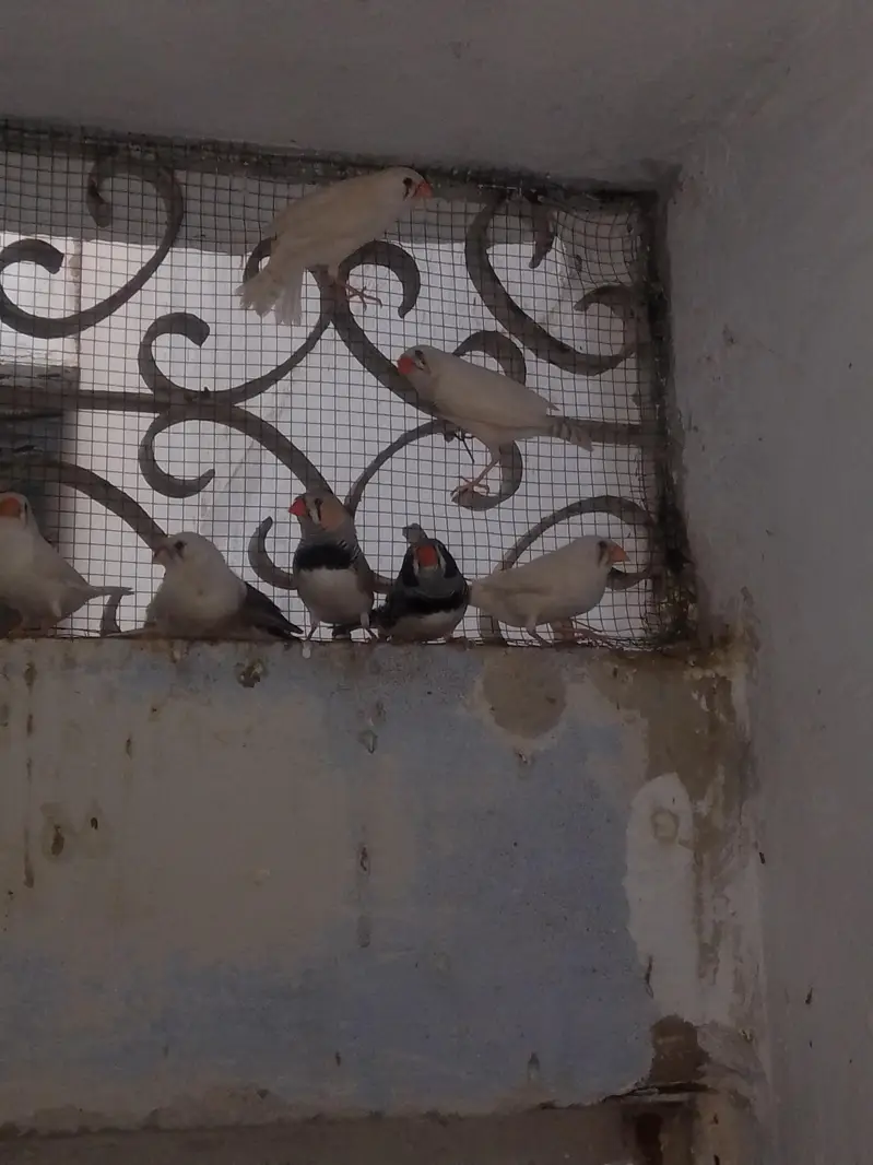 Big Size finches — photo 2