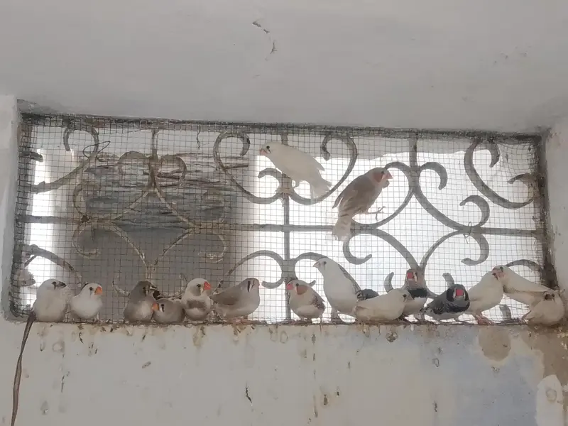 Big Size finches — photo 3