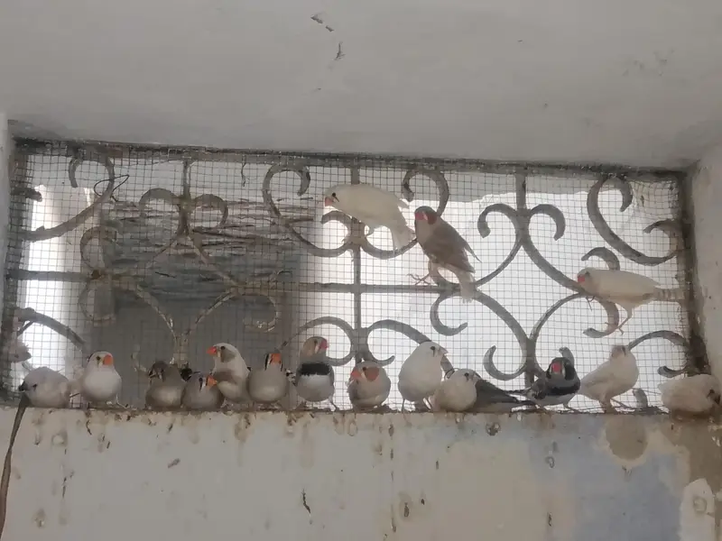 Big Size finches — photo 4