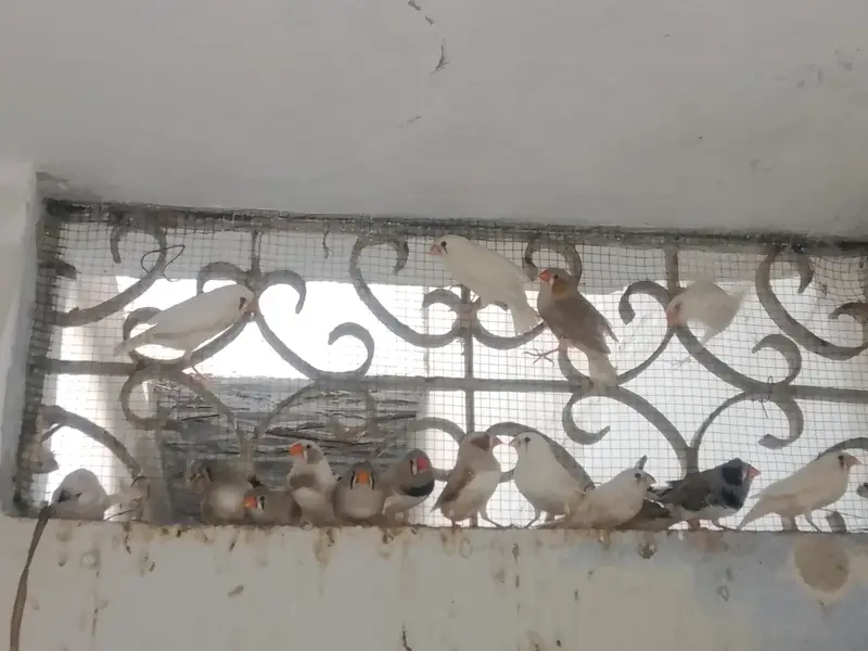 Big Size finches — photo 5