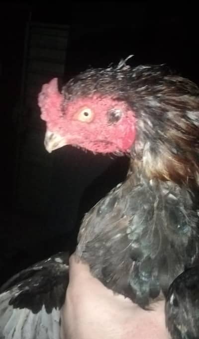champion breeder