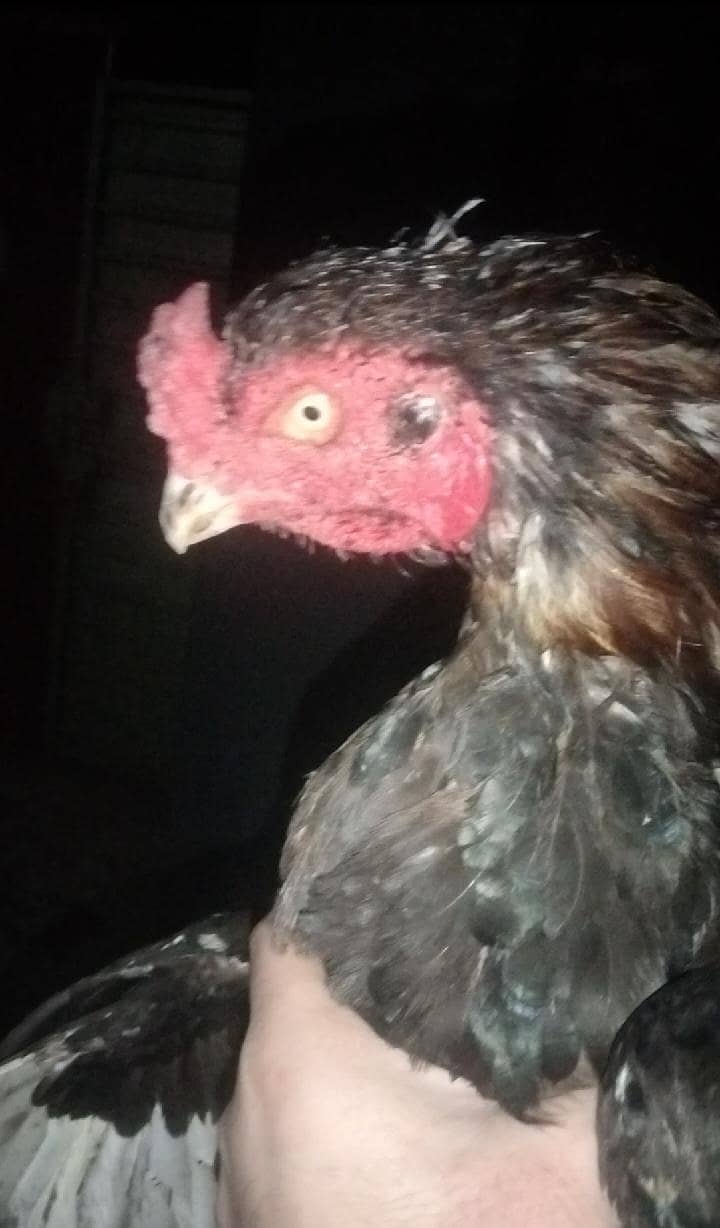 champion breeder 0