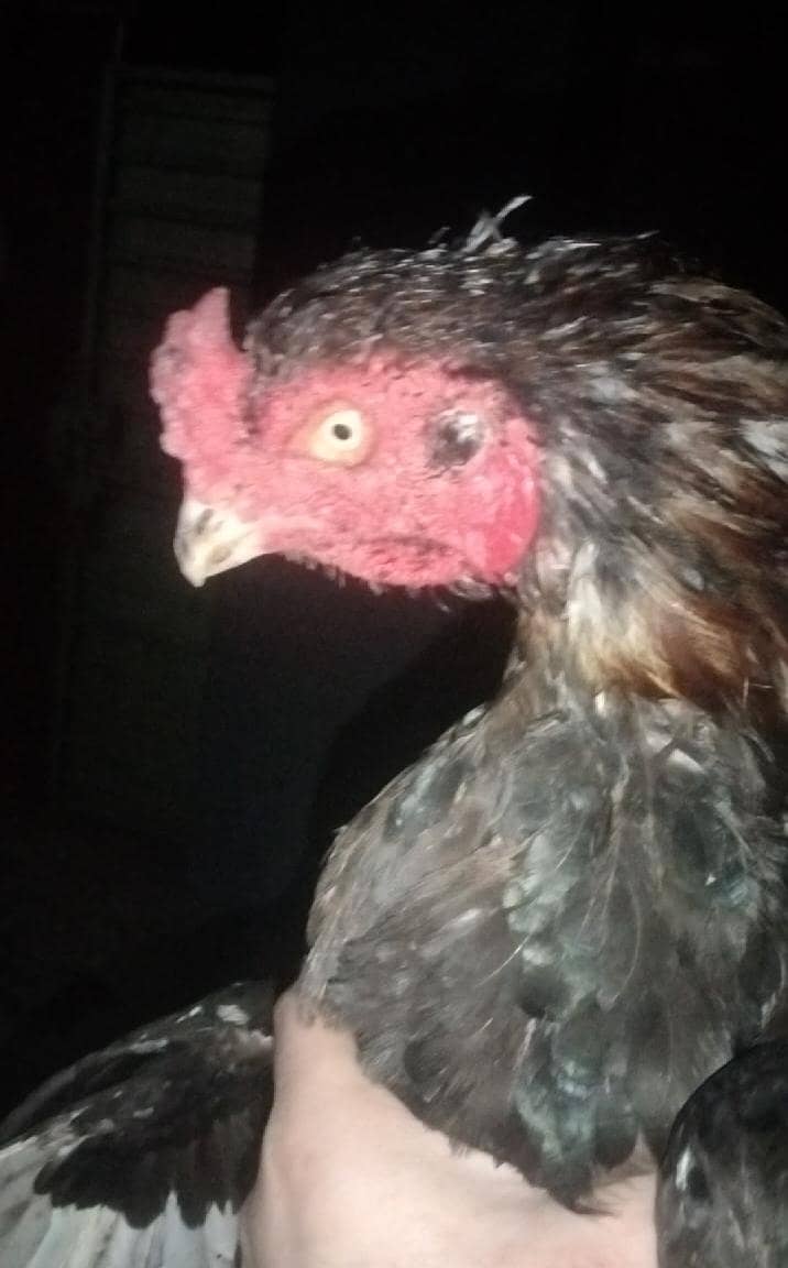 champion breeder 2