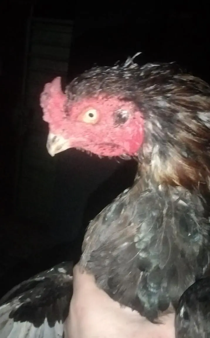champion breeder — photo 3