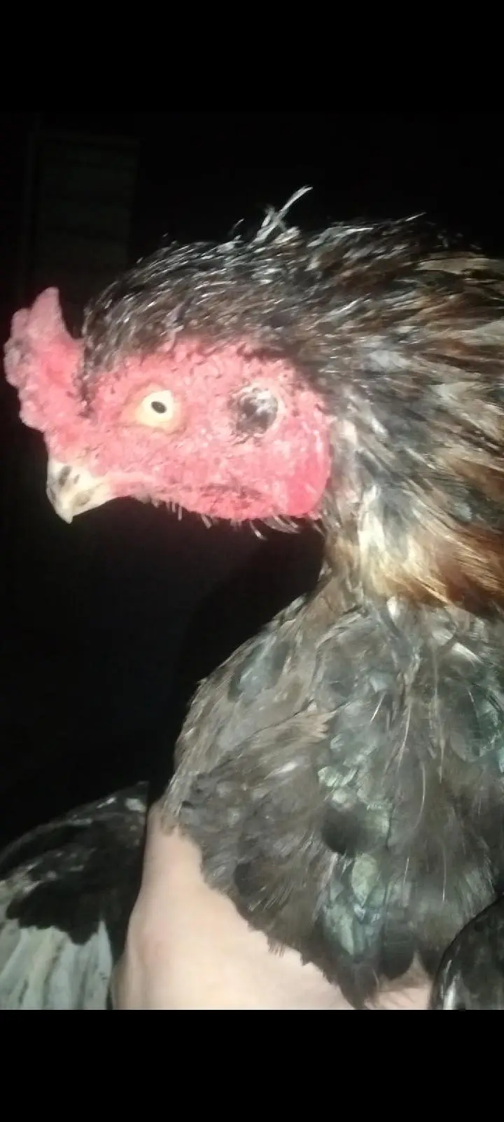 champion breeder — photo 5