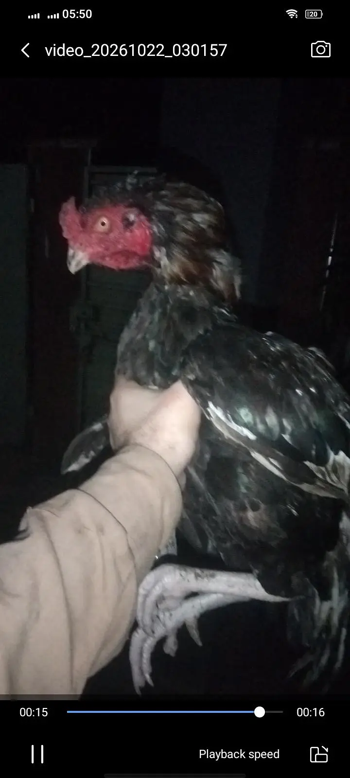 champion breeder — photo 6