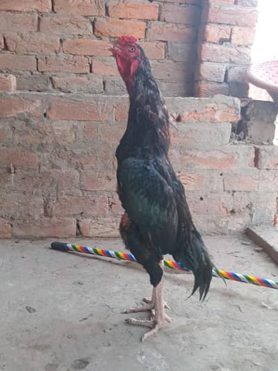 lasani murga