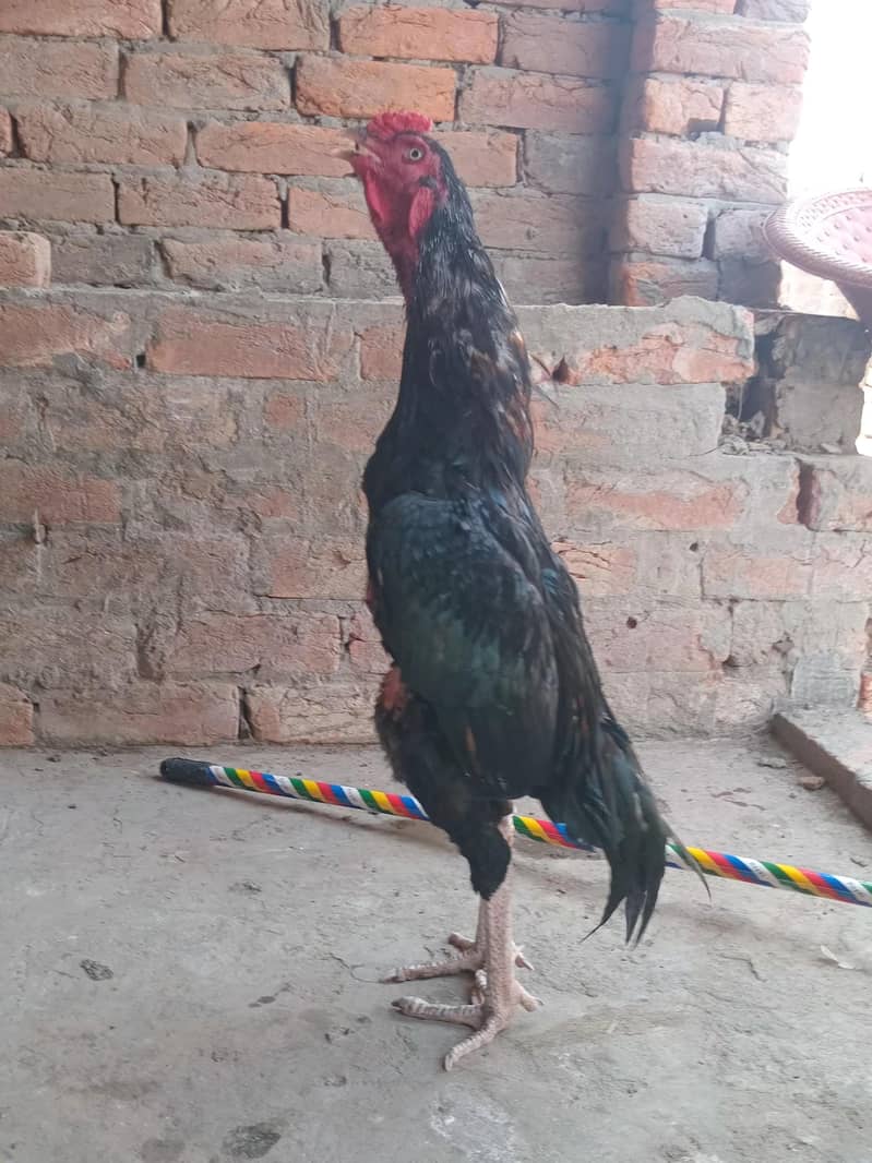 lasani murga 0