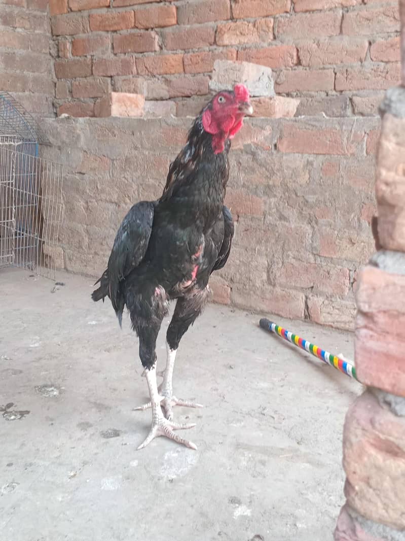 lasani murga 1