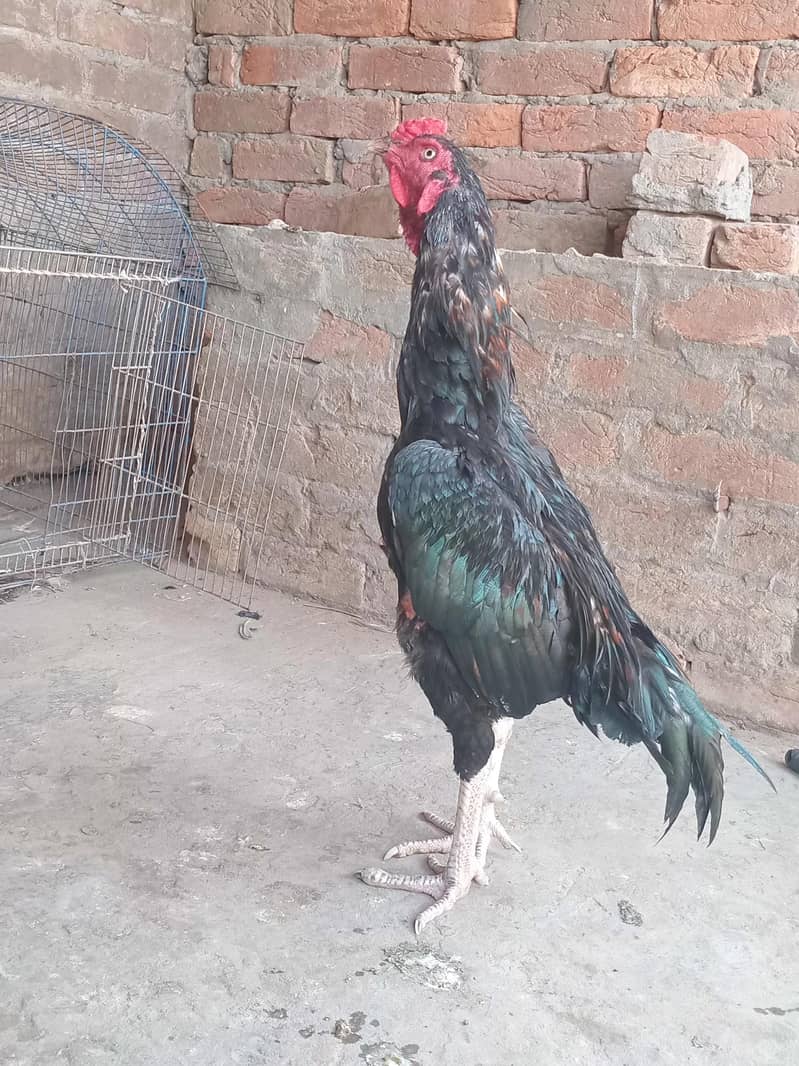 lasani murga 3