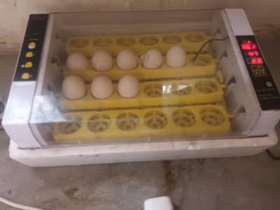 hen incubator
