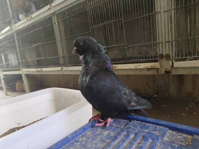 Black King Pigeon in Big Size Breeder Male for sale