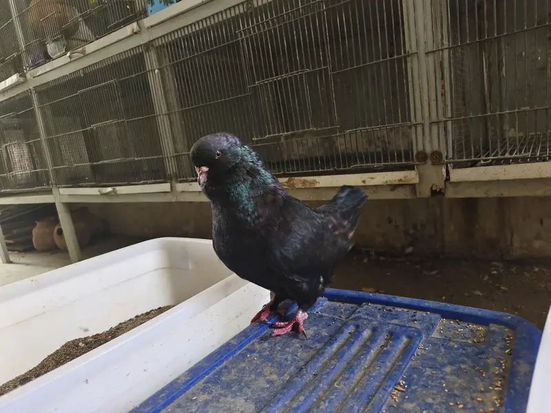 Black King Pigeon in Big Size Breeder Male for sale — photo 2