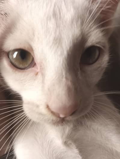 Buy persian white short hair cats at reasonable prices
