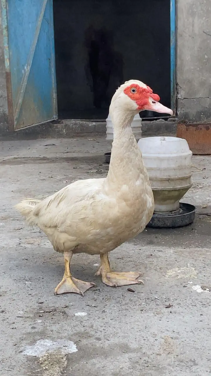 Muscovy ducks pure white & black pairs — photo 2