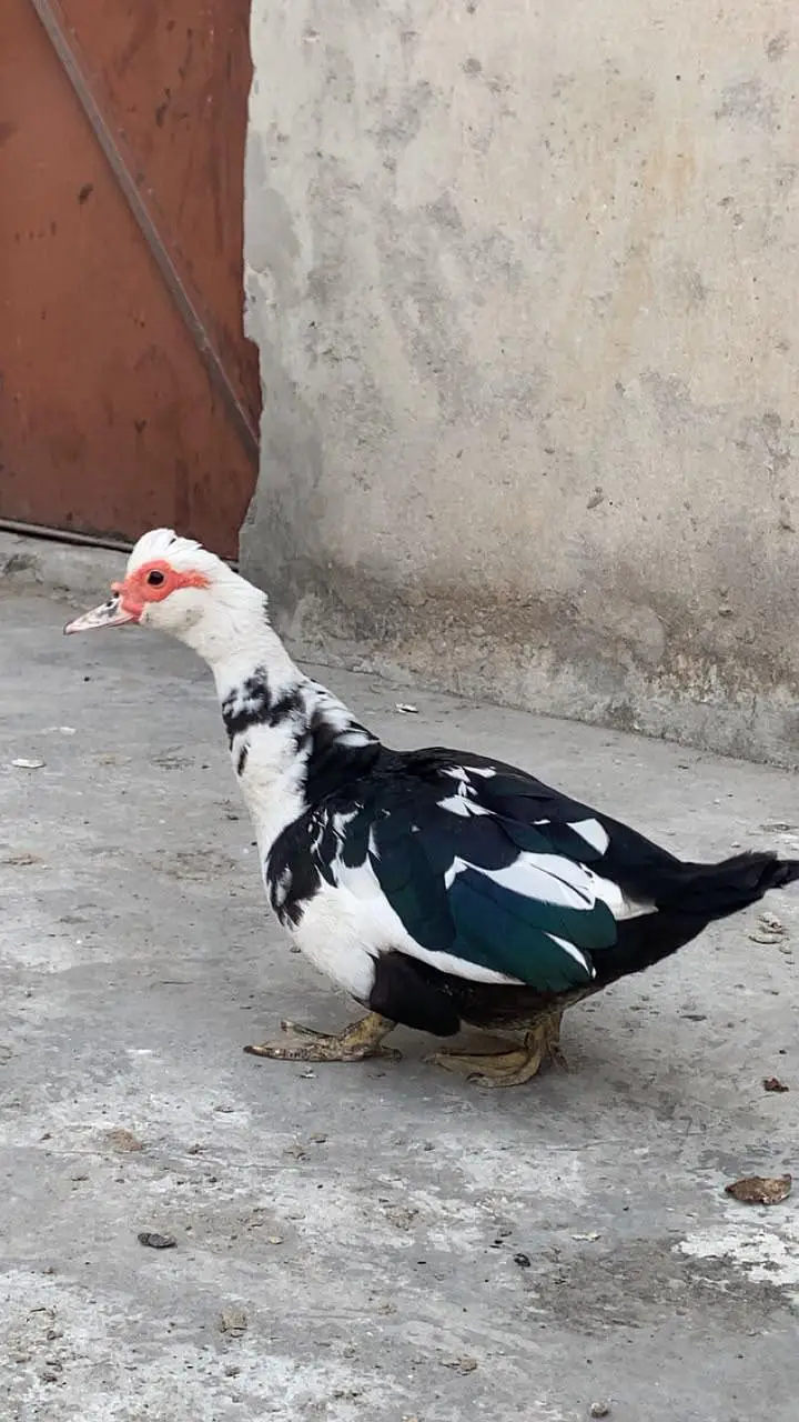 Muscovy ducks pure white & black pairs — photo 3