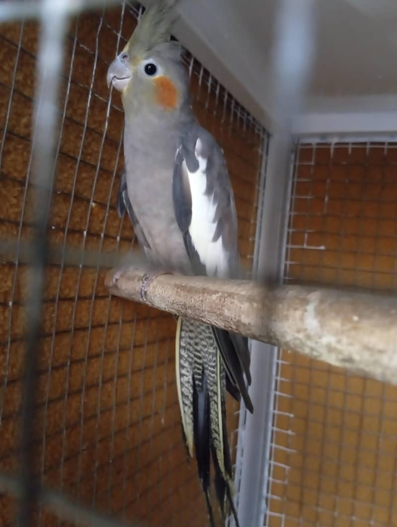 cocktail pair 2