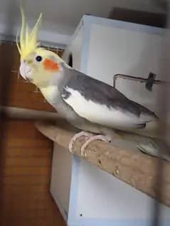 cocktail pair 3