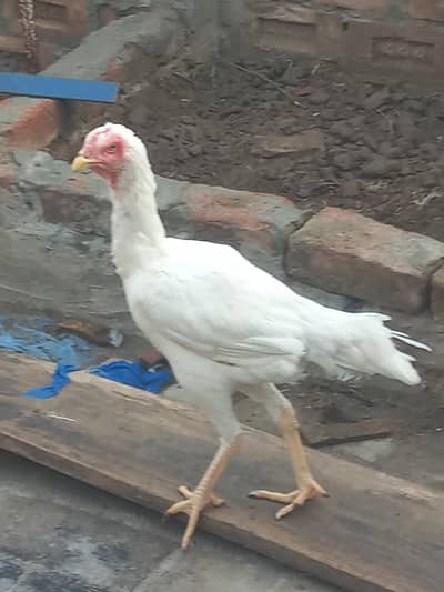 white shamo. . Male+Female