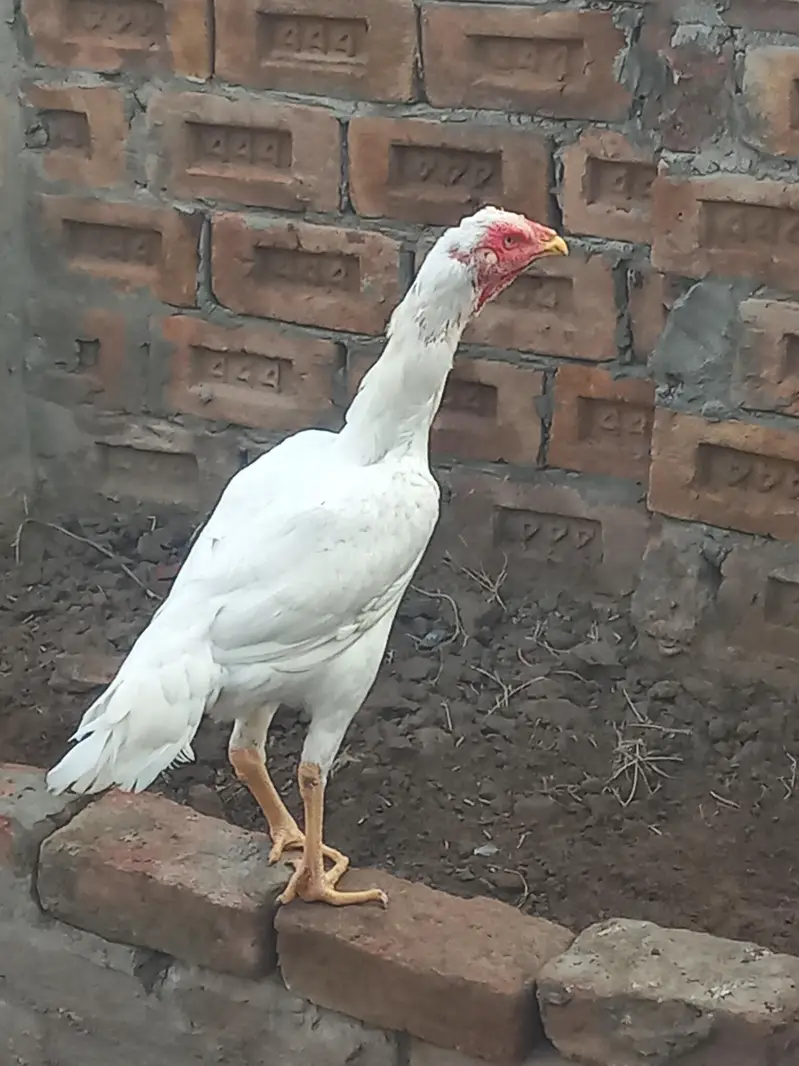 white shamo. . Male+Female — photo 2