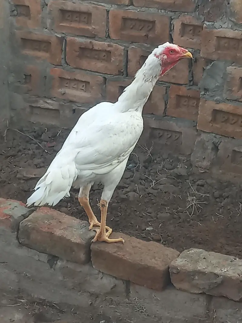 white shamo. . Male+Female — photo 3