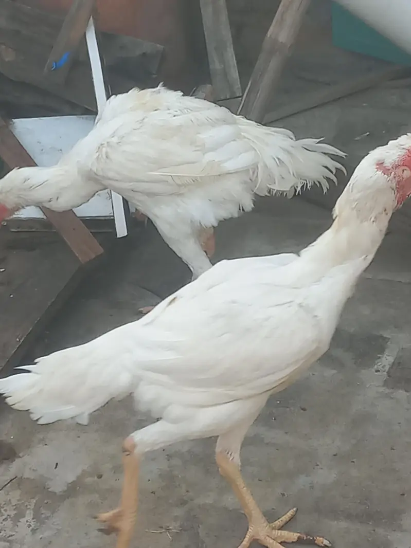 white shamo. . Male+Female — photo 4