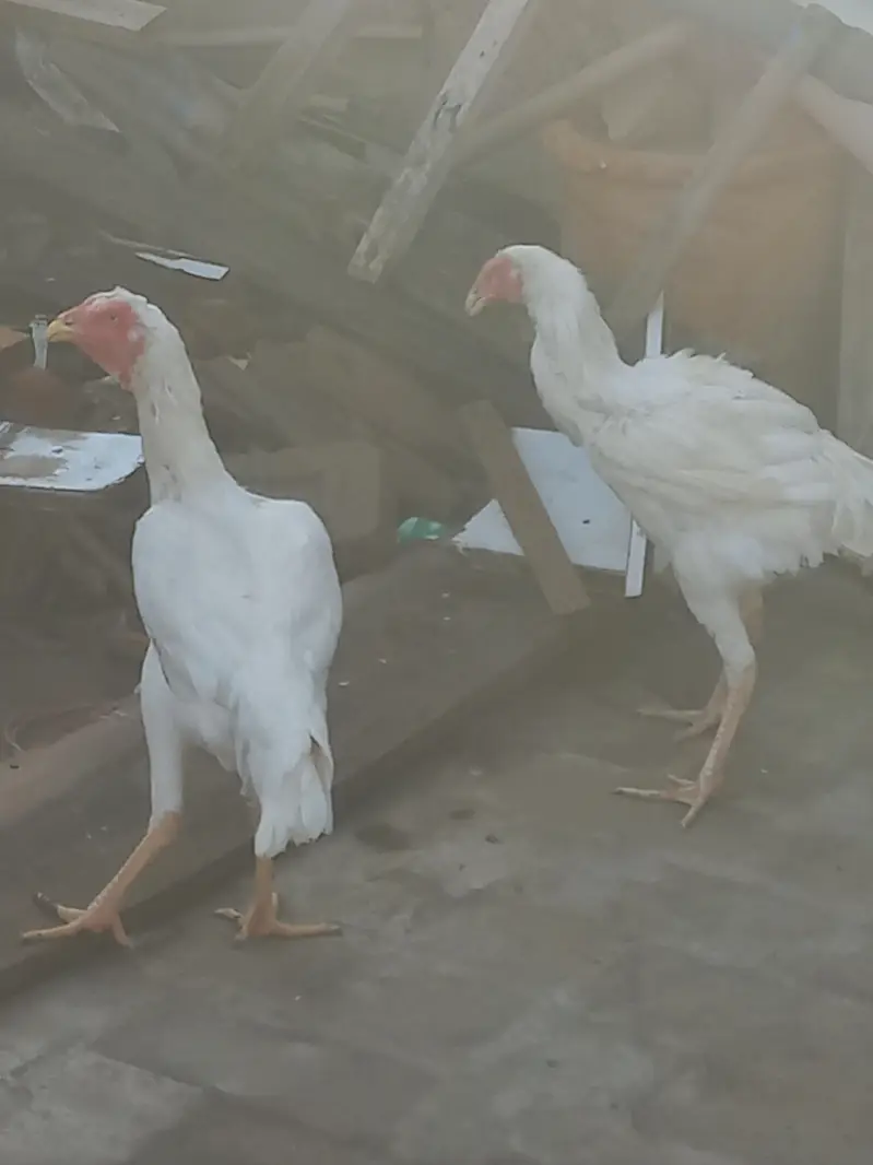 white shamo. . Male+Female — photo 5