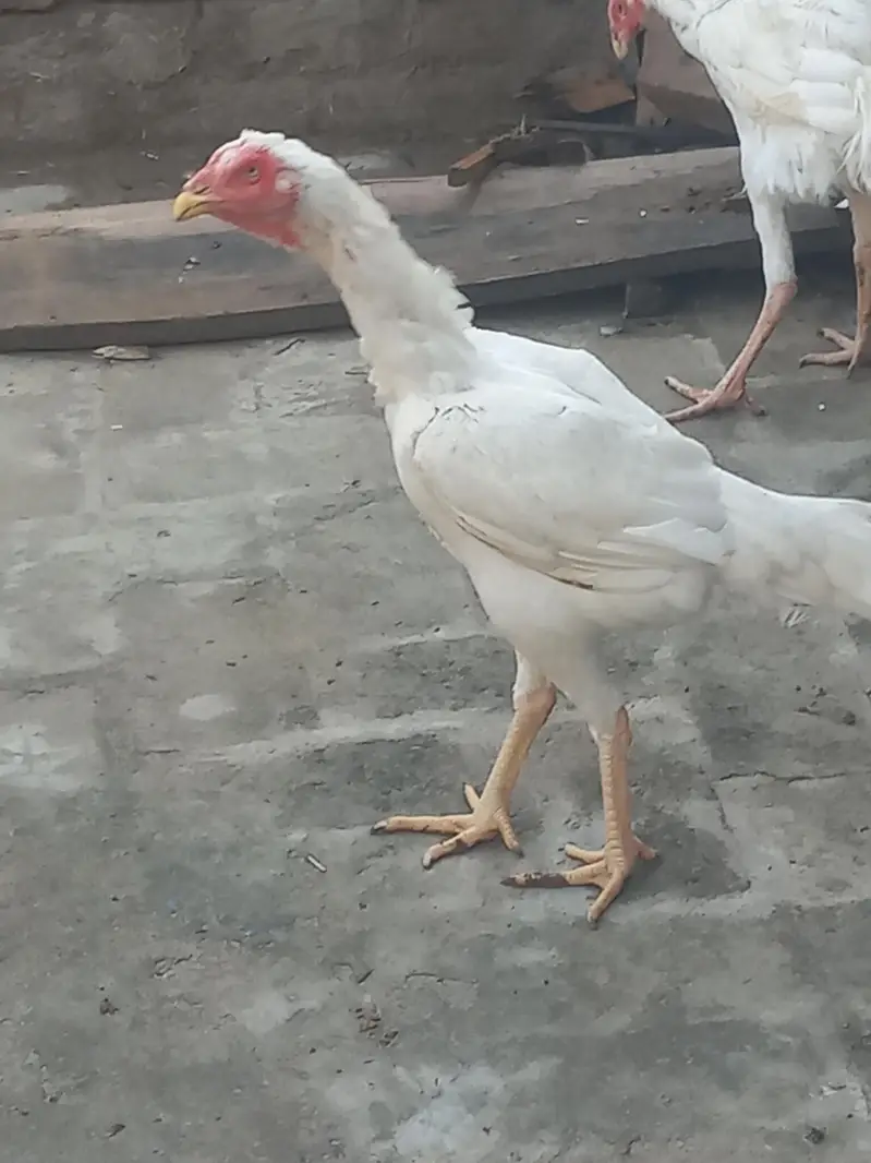 white shamo. . Male+Female — photo 6