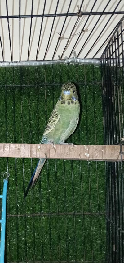 Black face split hogo male