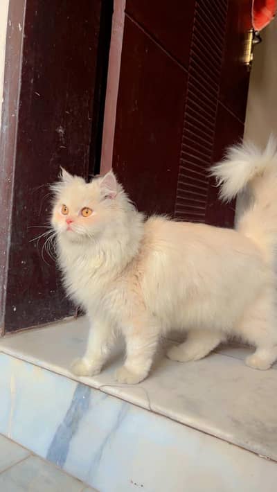 Persian cat female cream colour  3 coated fluffy 3 coat  Rate: 10000