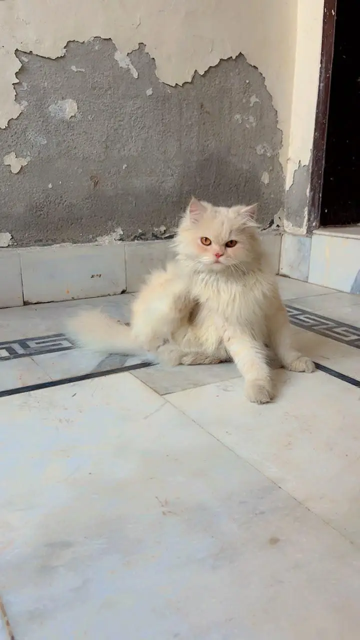 Persian cat female cream colour  3 coated fluffy 3 coat  Rate: 10000 — photo 2