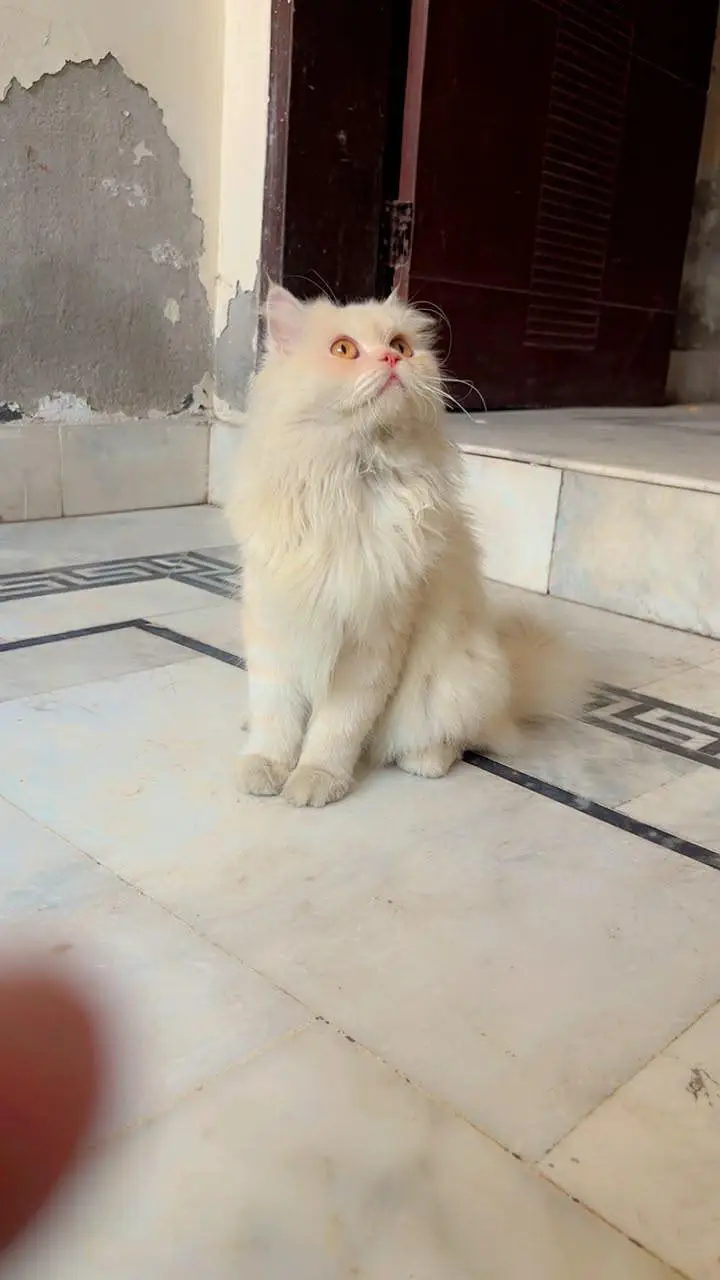 Persian cat female cream colour  3 coated fluffy 3 coat  Rate: 10000 — photo 3
